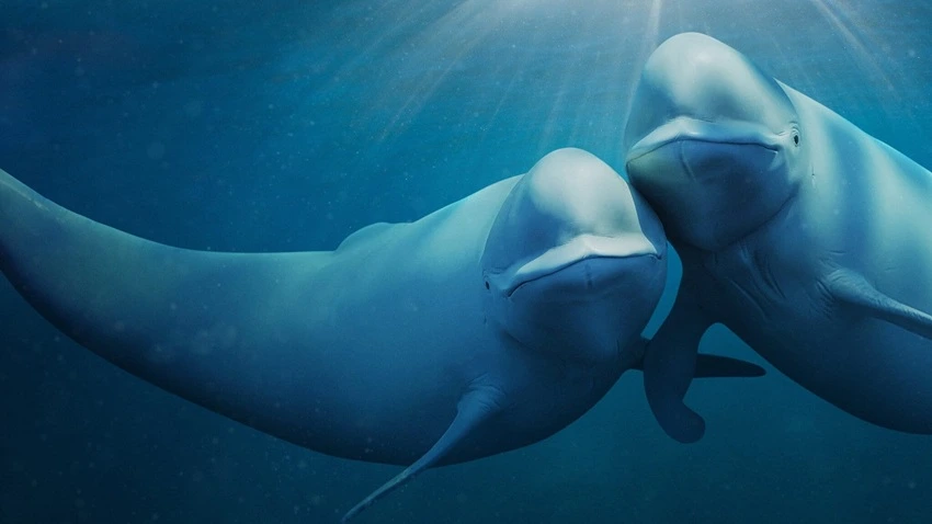 Download Our Oceans | 2024 | Season 1 | {Hindi-English-}| Netflix Original Web Series | 720p 1080p