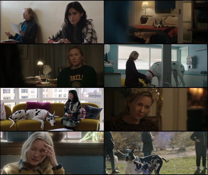 Download The Friend (2025) Hindi-English WEB-DL 480p 720p 1080p